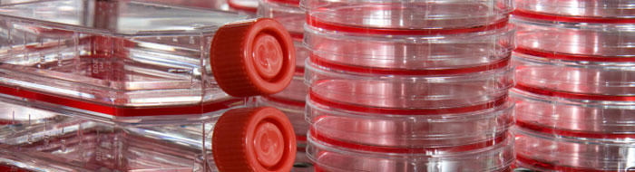 Numerous stacks of petri dishes